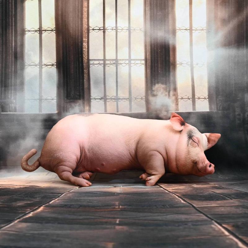 Kawaii Realistic Sleeping Pig  - Home Office With Sofa recension och pris